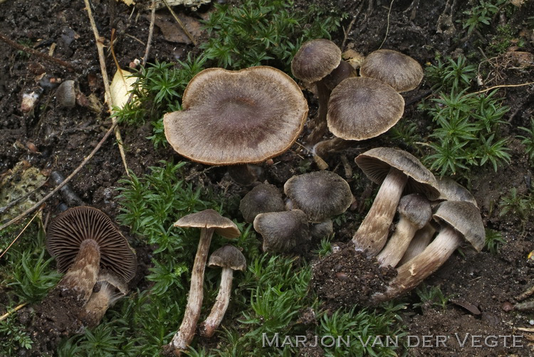 Bietengordijnzwam - Cortinarius umbrinolens